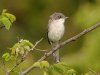 Lesser Whitethroat at Gunners Park (Steve Arlow) (83285 bytes)